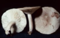 Lactarius cinereus image