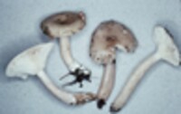 Lactarius cinereus image