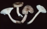 Lactarius cinereus image