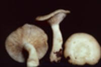 Lactarius chrysorrheus image