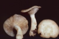 Lactarius chrysorrheus image