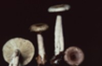 Lactarius cinereus image