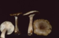 Lactarius cinereus var. cinereus image