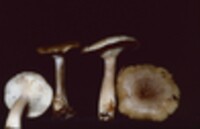 Lactarius cinereus image