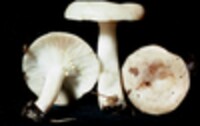 Lactarius chrysorrheus image