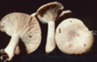 Lactarius chrysorrheus image