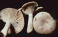 Lactarius chrysorrheus image