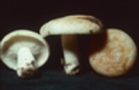 Lactarius chrysorrheus image