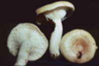 Lactarius chrysorrheus image