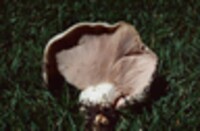 Lactarius controversus image