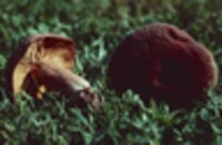 Lactarius corrugis image