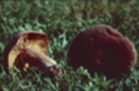 Lactarius corrugis image