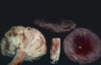 Lactarius corrugis image