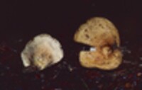 Lactarius furcatus image