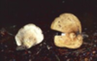 Lactarius furcatus image