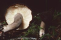 Lactarius fallax image