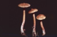 Lactarius fragilis image