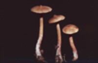 Lactarius fragilis var. fragilis image