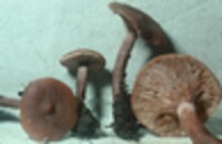 Lactarius fragilis image