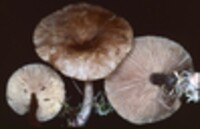 Lactarius fumosus image