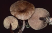 Lactarius fumosus image