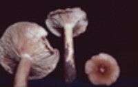 Lactarius fumosus var. fumosus image