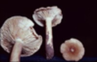 Lactarius fumosus image