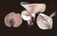 Lactarius fumosus image