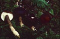 Lactarius fallax image