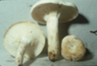 Lactarius furcatus image