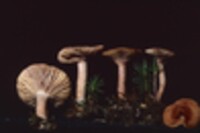 Lactarius fragilis image