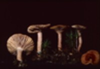 Lactarius fragilis image