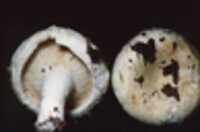 Lactarius deceptivus image