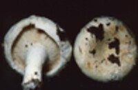 Lactarius deceptivus image