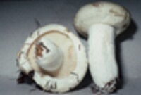 Lactarius deceptivus image