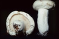 Lactarius deceptivus image