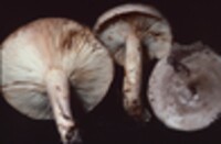 Lactarius depressus image