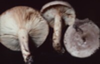 Lactarius depressus image