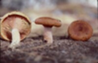 Lactarius deterrimus image