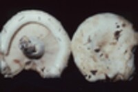 Lactarius deceptivus image