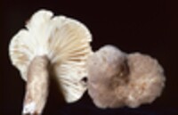 Lactarius gerardii image