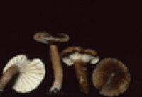 Lactarius gerardii image