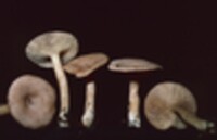 Lactarius glyciosmus image