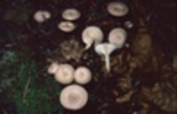 Lactarius glyciosmus image