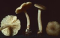 Lactarius griseus image