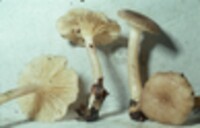 Lactarius griseus image