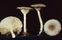 Lactarius griseus image