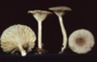 Lactarius griseus image