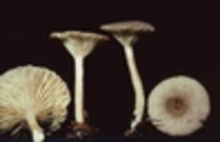 Lactarius griseus image