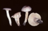 Lactarius glyciosmus image